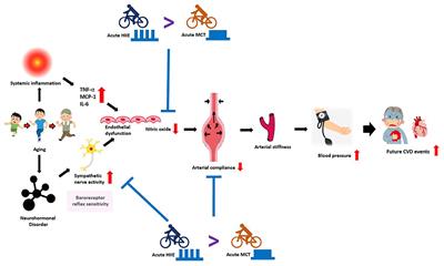 Effects of Acute <mark class="highlighted">Interval Exercise</mark> on Arterial Stiffness and Cardiovascular Autonomic Regulatory Responses: A Narrative Review of Potential Impacts of Aging